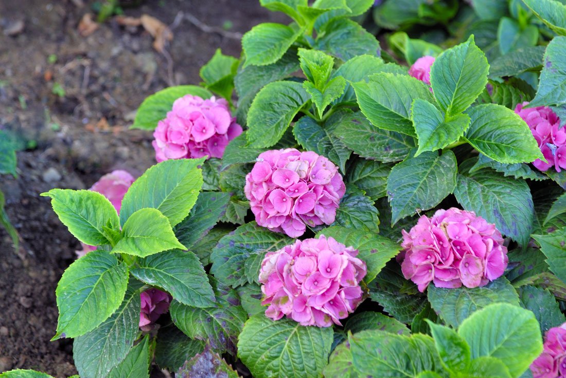 villa ortansia, milies op pilion