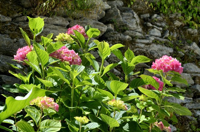 flora en fauna op andros, griekenland