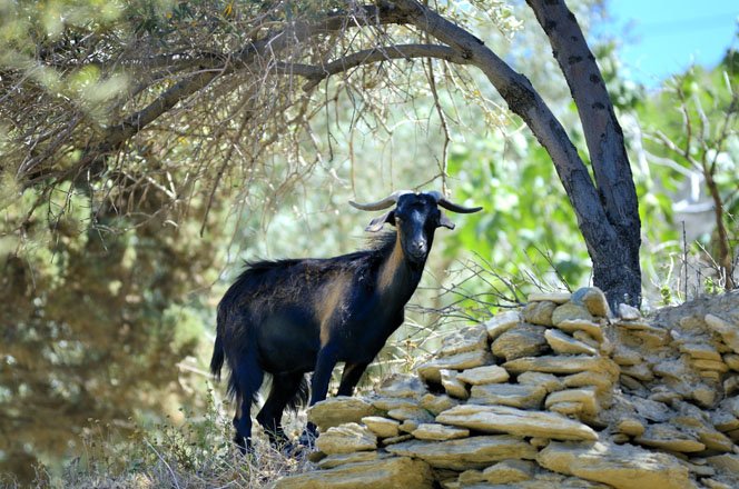 flora en fauna op andros, griekenland
