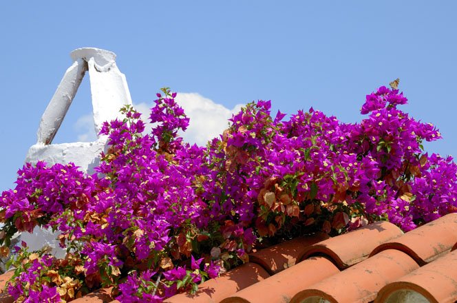 de natuur van skopelos, griekenland
