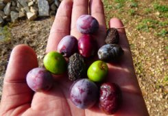 Olijven plukken in Griekenland