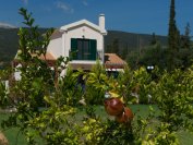 villa's sami beach, sami op kefalonia 