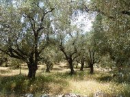 Foto's van gasten vakantie Pilion