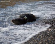 Zeehond Victoria op Alonissos in Griekenland