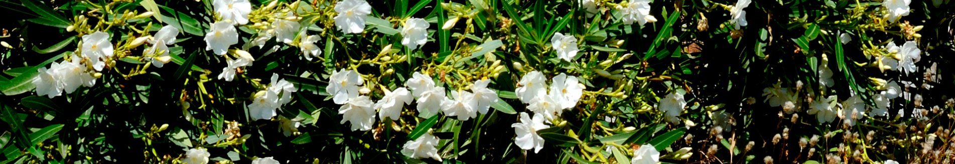 huize aeolia, bouros karystos, zuid-evia op evia.jpg