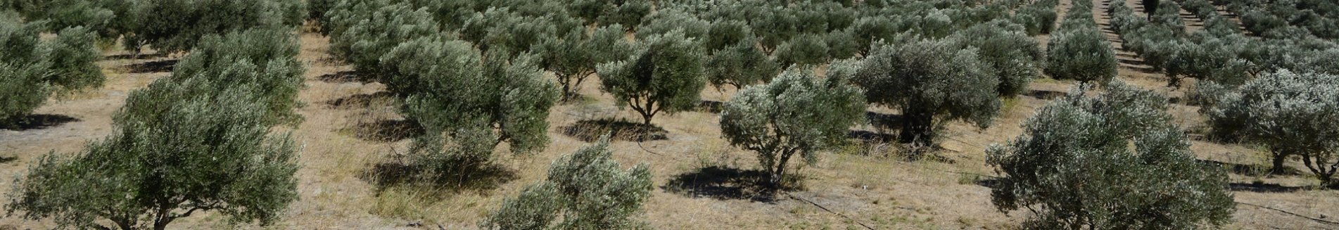 huize eleonas, plakias in zuid-kreta.jpg