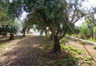 savvas in griekenland, de olijvenoogst