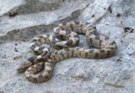 savvas in griekenland, wonderlijk evenement op kefalonia