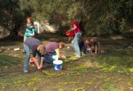 griekenland reisverhalen, olijven plukken op zuid-kreta