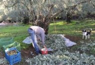 griekenland reisverhalen, olijven plukken in pilion