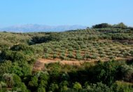 griekenland reisverhalen, een plaatselijk drankje