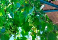 griekenland reisverhalen, het huisje met de druiventrossen