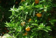 griekenland reisverhalen, sappige sinaasappels uit de kambos chios