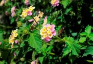 tradities en gebruiken, griekse flora