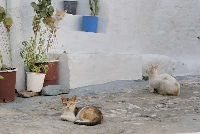 vakantie griekenland, bestemming skyros