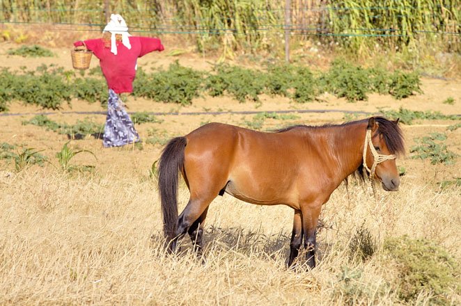 vakantie griekenland, bestemming skyros