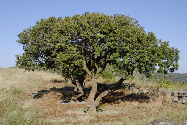 vakantie griekenland, bestemming chios