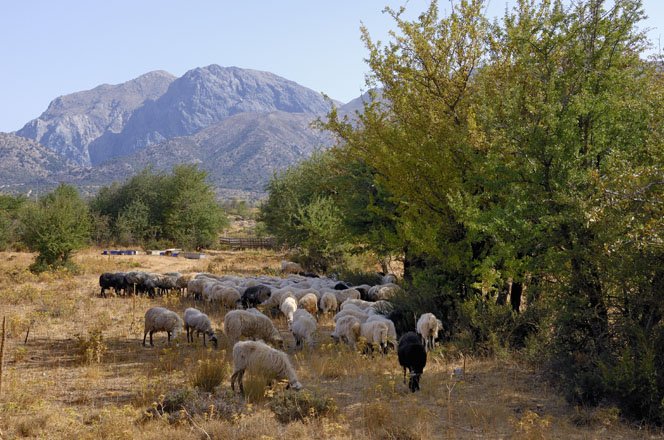 vakantie griekenland, bestemming zuid-kreta