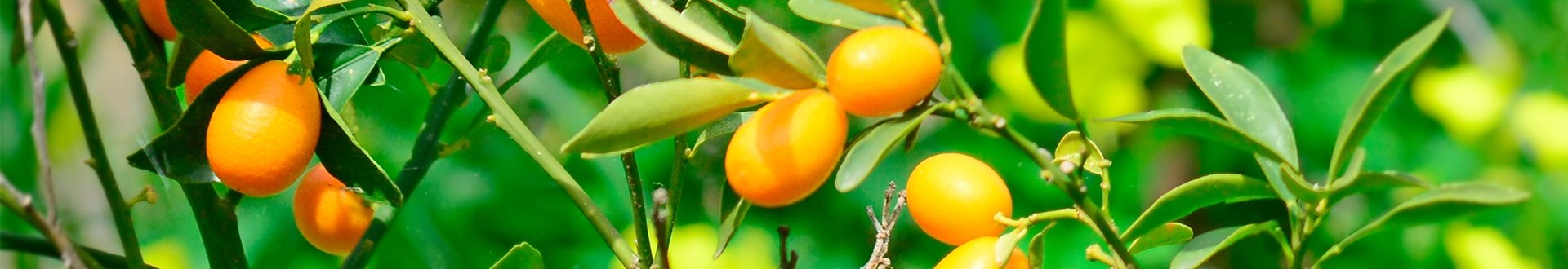 kumquat op corfu.jpg