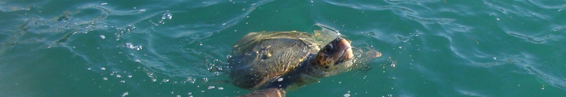 caretta caretta.jpg