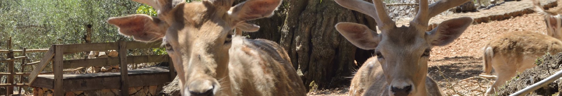 askos stone park op zakynthos.jpg
