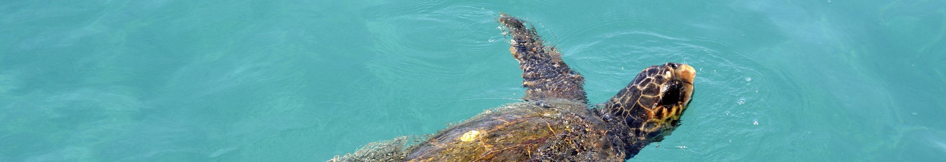 caretta caretta op zakynthos.jpg