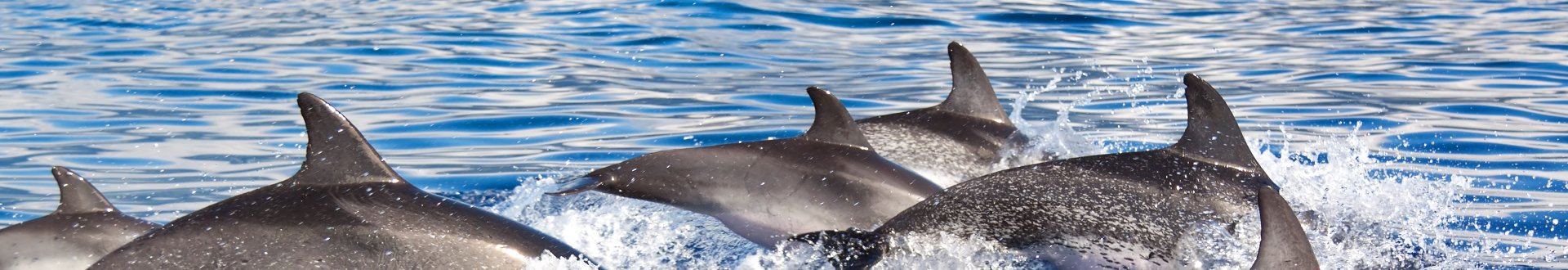 national marine park alonissos, alonissos.jpg