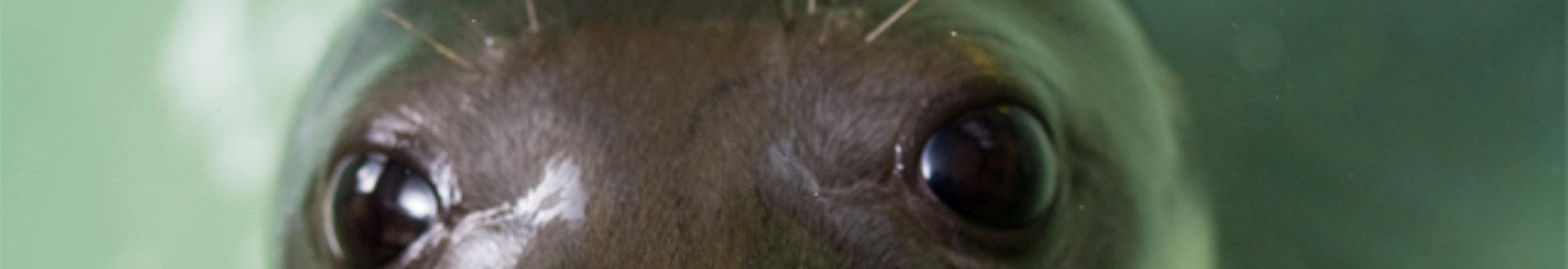 zeehond victoria, alonissos.jpg