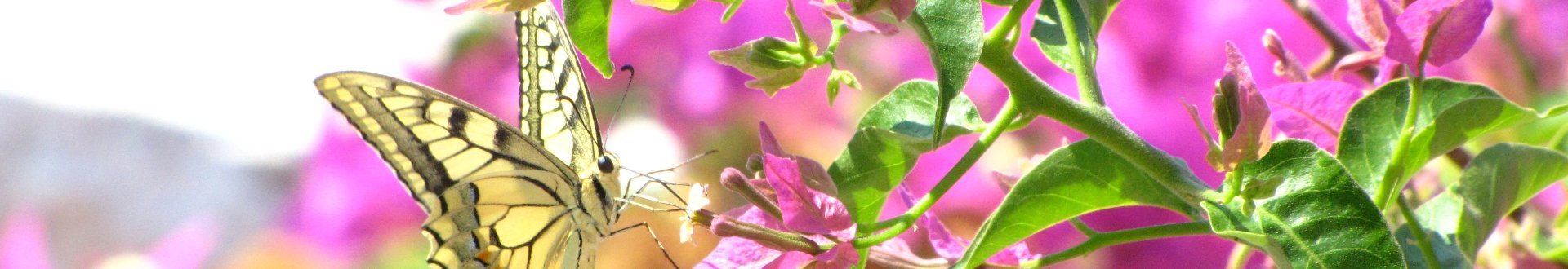 flora en fauna van lesbos.jpg