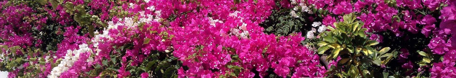 flora en fauna van andros.jpg