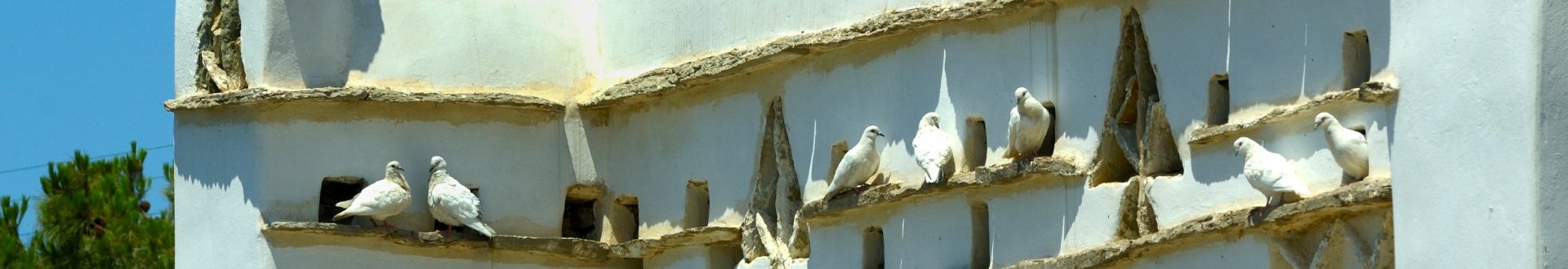de duiventillen van tinos.jpg