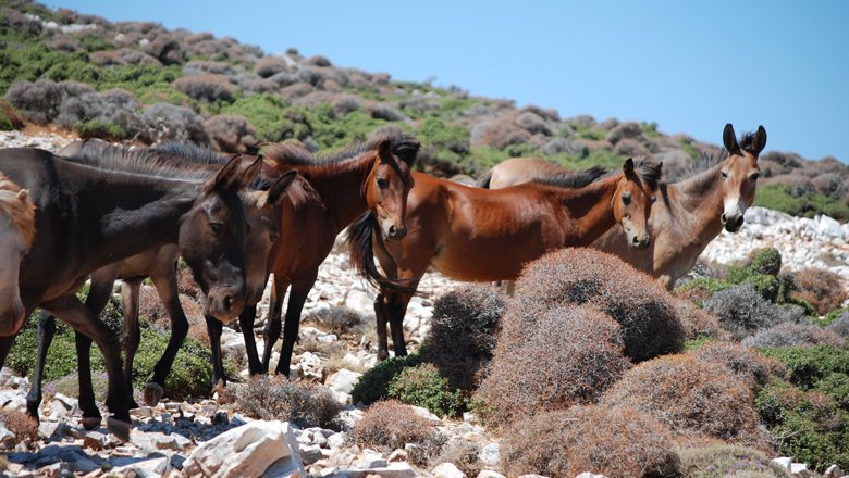 Wandelen op Skyros