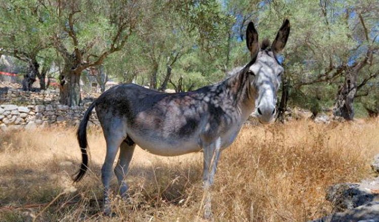 het dorp dassia op corfu 