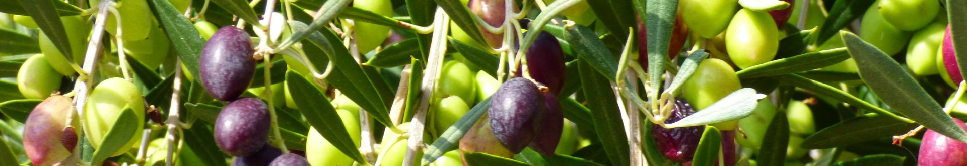 olijven plukken pilion