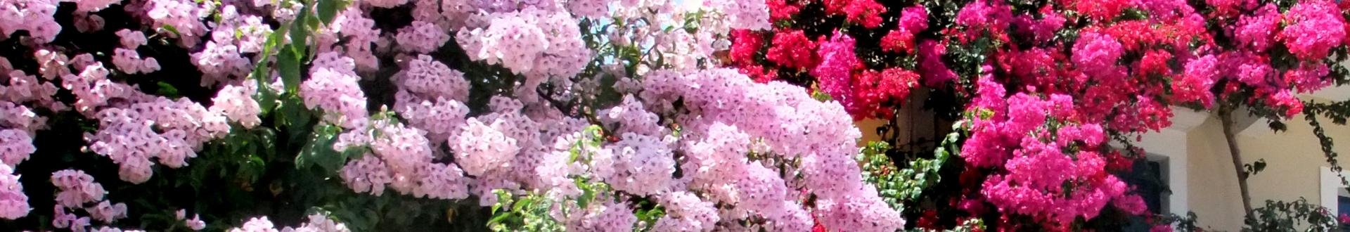 voorwaarden zakynthos