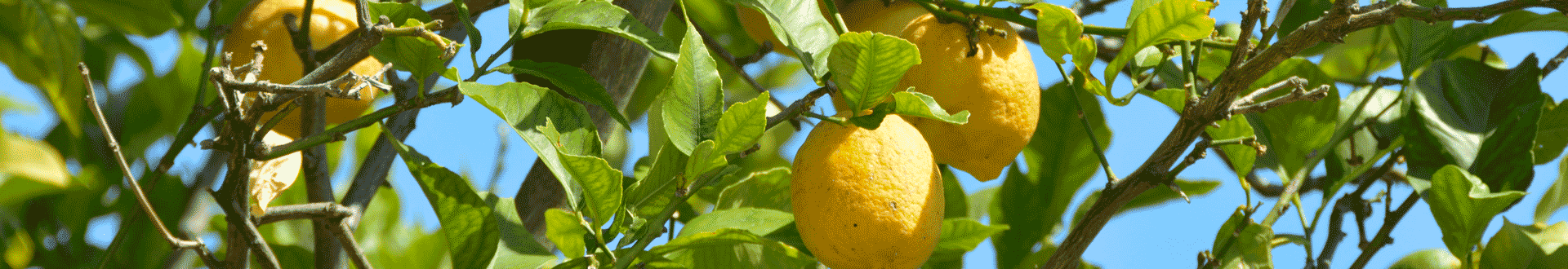 de top 5 griekse nagerechten van conny