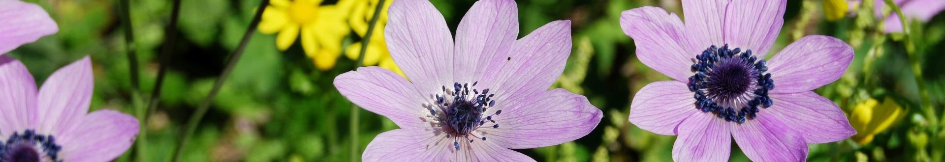 top 5 peloponnesos in het voorjaar