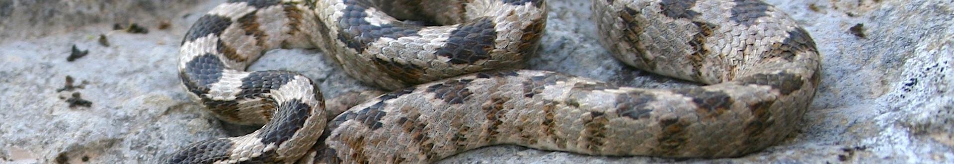 een wonderlijk evenement op kefalonia