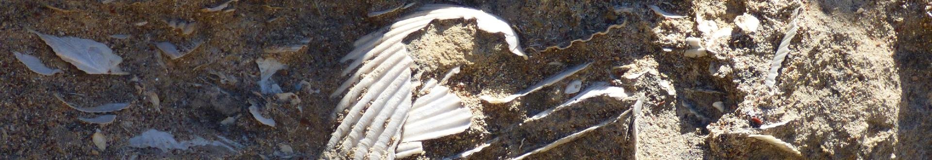 de berg met de schelpen op kythira