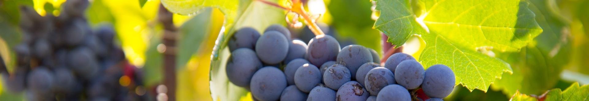 het huisje met de druiventrossen