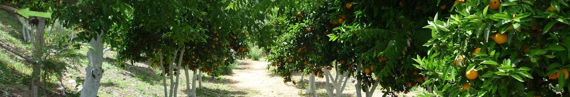 sappige sinaasappels uit de kambos