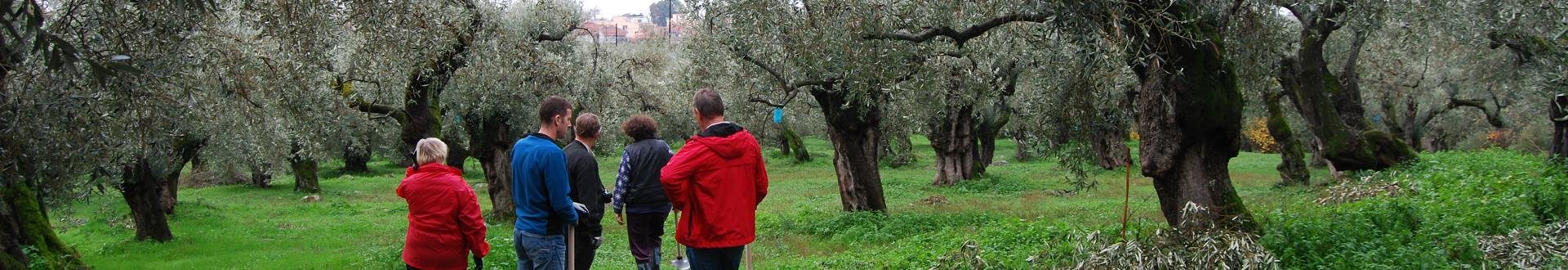 olijven plukken in pilion
