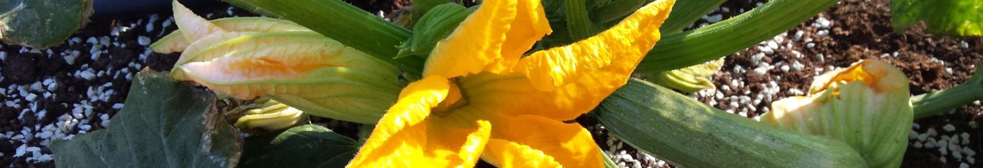 anthous (gefrituurde courgettebloem)