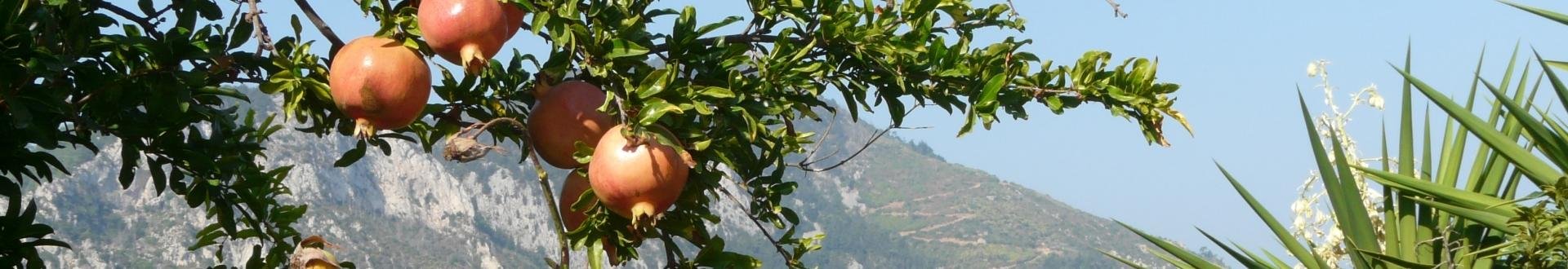 lokale gerechten van samos