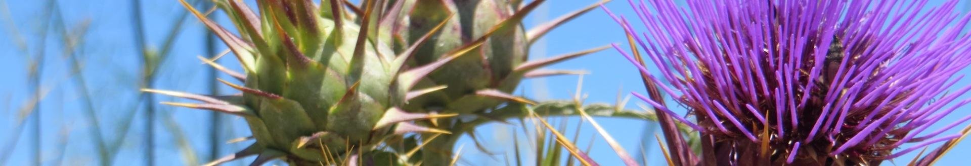 header daarom naar griekenland