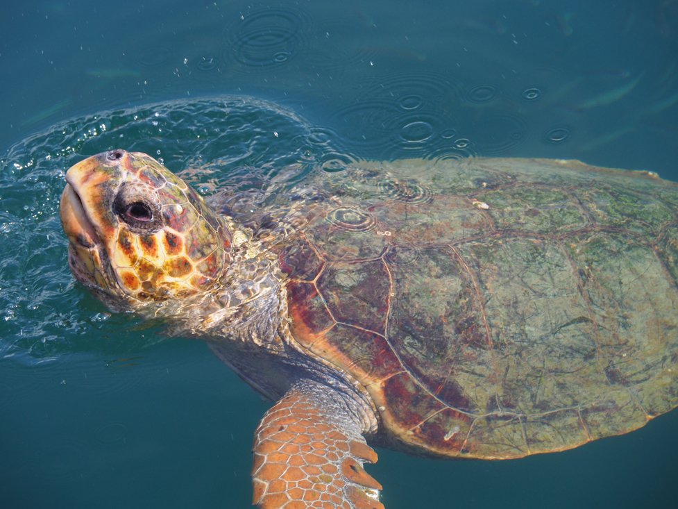 Kefalonia, Caretta Caretta schildpad