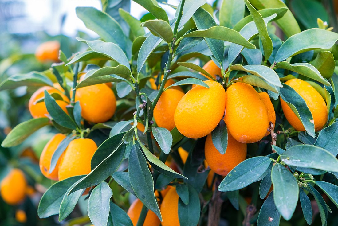 kumquat4.jpg