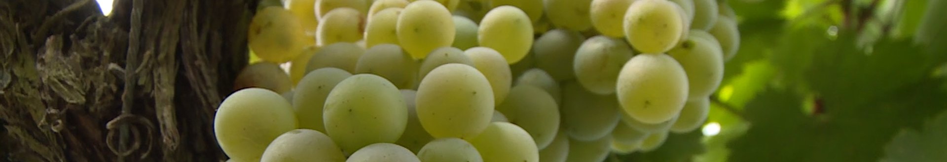 tsipouro druiven.jpg