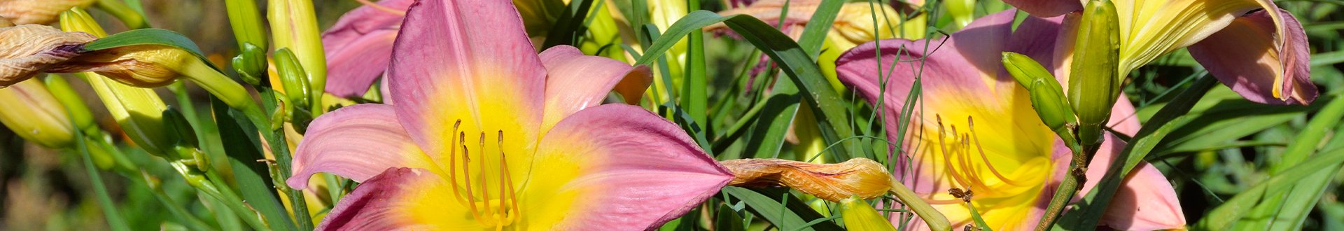 Botanische tuin Kreta