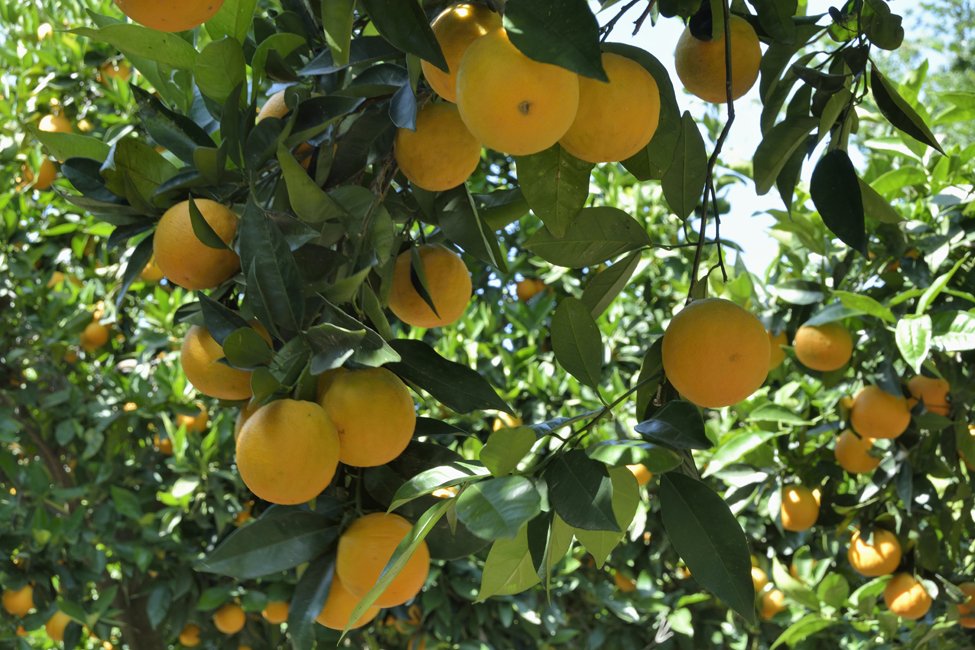 Botanische tuin Kreta